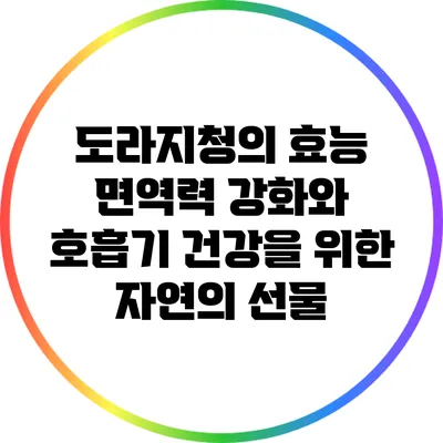 도라지청의 효능: 면역력 강화와 호흡기 건강을 위한 자연의 선물